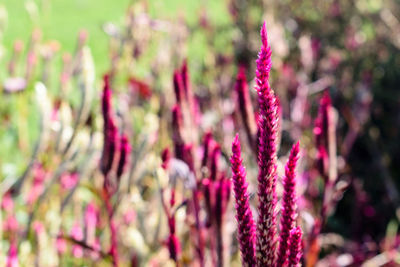 Close-up of fresh pink flowers blooming outdoors