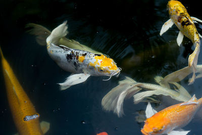 View of koi fish in sea