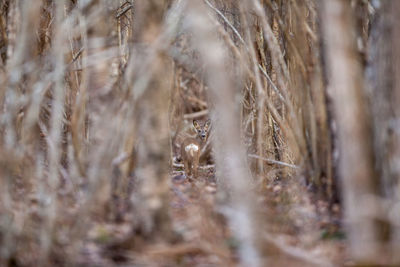 Close-up of deer in woods 