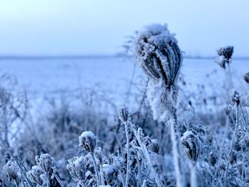 Close-up of frozen plants during winter