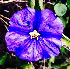 Close-up of purple flower