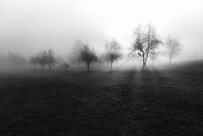 Bare trees in foggy weather