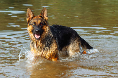 Dog running in lake