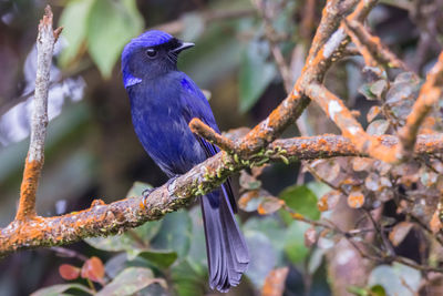 Close-up of bird perching on branch