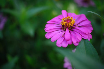 Close-up of pink flower