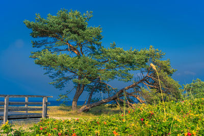 Trees growing on field against blue sky