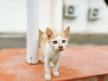 Portrait of cat on retaining wall