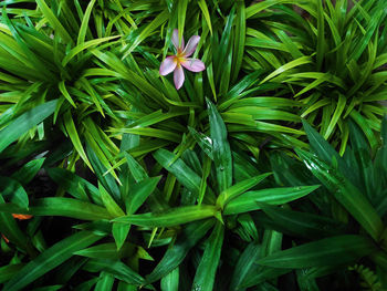 High angle view of flowering plant