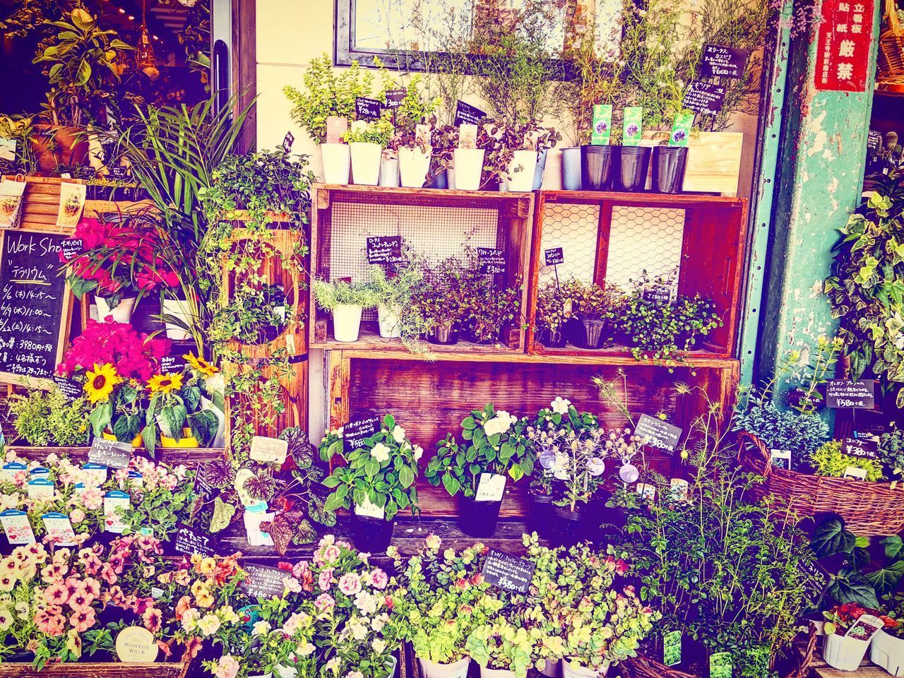 POTTED PLANTS AT MARKET STALL IN SHOP
