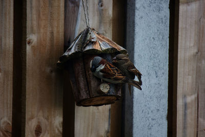 Low angle view of a bird on wooden door