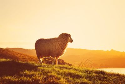 Sheep in field against sky during sunset