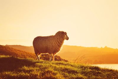 Lion standing in field against sky during sunset