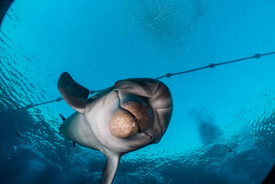 Fish swimming in sea