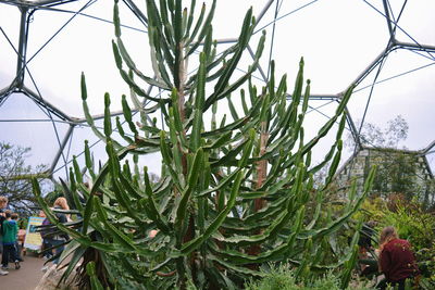 Close-up of plants