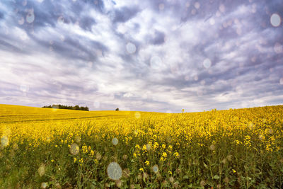 Scenic view of oilseed rape field against sky