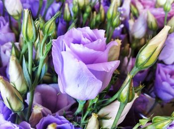 Close-up of purple flowers