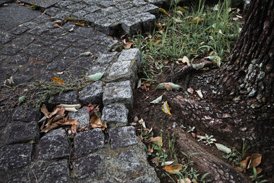 High angle view of lizard on rock