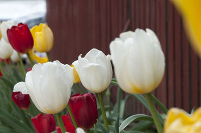 Close-up of yellow tulips