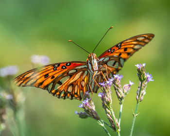 Close-up of butterfly pollinating flower