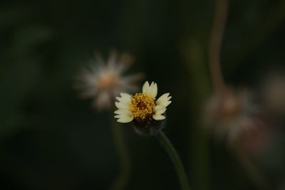 Close-up of flower against blurred background