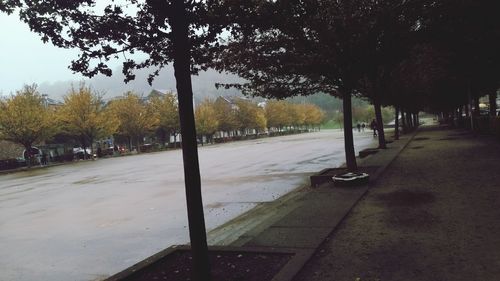 Trees in park against sky in city