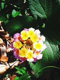 Close-up of yellow flowering plant