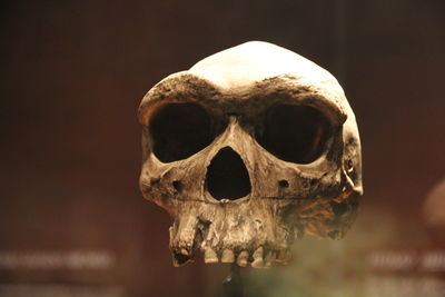 Close-up of human skull