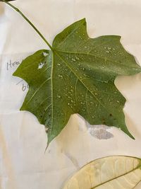 Close-up of raindrops on maple leaves