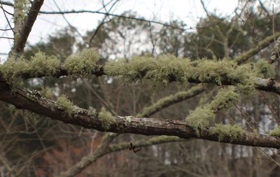 Close-up of plants against trees