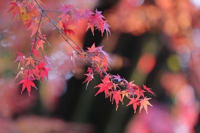 Close-up of maple leaves