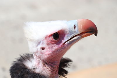 Close-up of bird