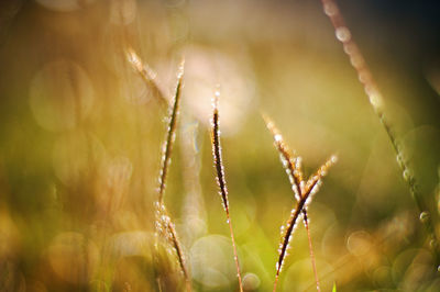 Close-up of dew on plant
