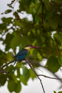 Close-up of bird perching on tree