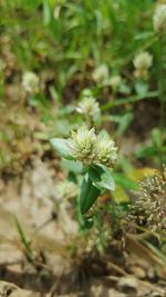 Close-up of flowers