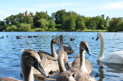 Swans swimming in lake against sky