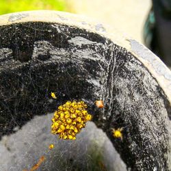 Close-up of yellow flowers