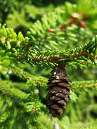 Close-up of pine cone on tree