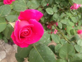 Close-up of pink rose