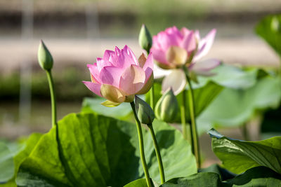 Close-up of pink lotus flowers blooming outdoors