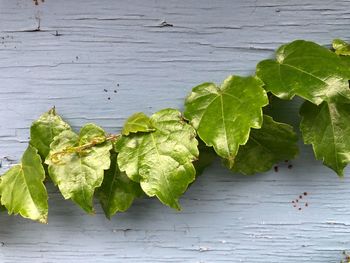 High angle view of leaves on table