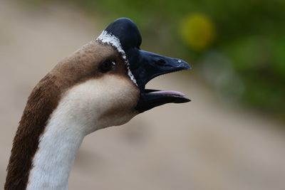 Close-up of a bird looking away