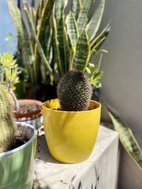 Close-up of potted plant