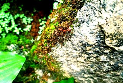 Close-up of insect on tree trunk