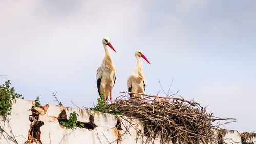 Two migratory bird storks nesting on a wheathered white stone wall in spain