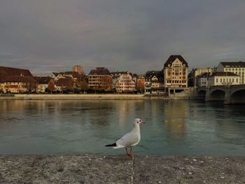 Seagull perching on retaining wall by rhine river against sky