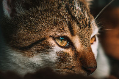 Cat eye closeup