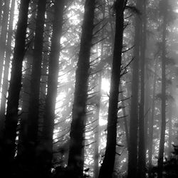 Low angle view of trees in forest