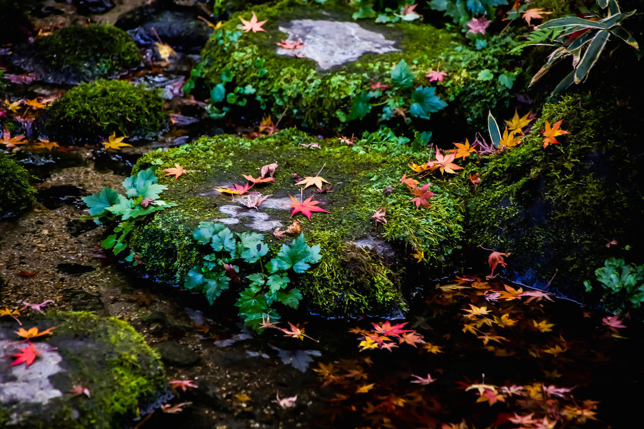 HIGH ANGLE VIEW OF FLOWERING PLANTS IN LAKE