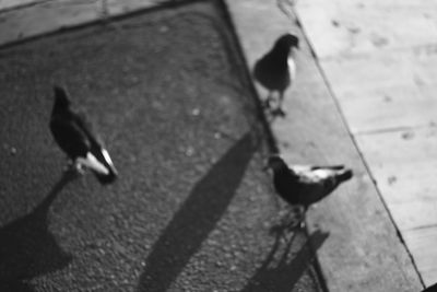 Close-up of an animal on white surface