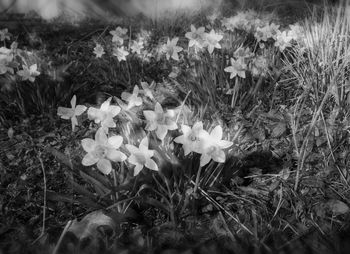 White flowers growing on field